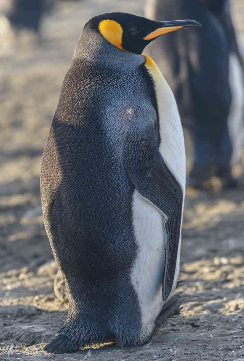Pingüino Rey - islas Georgias del Sur 031.jpg